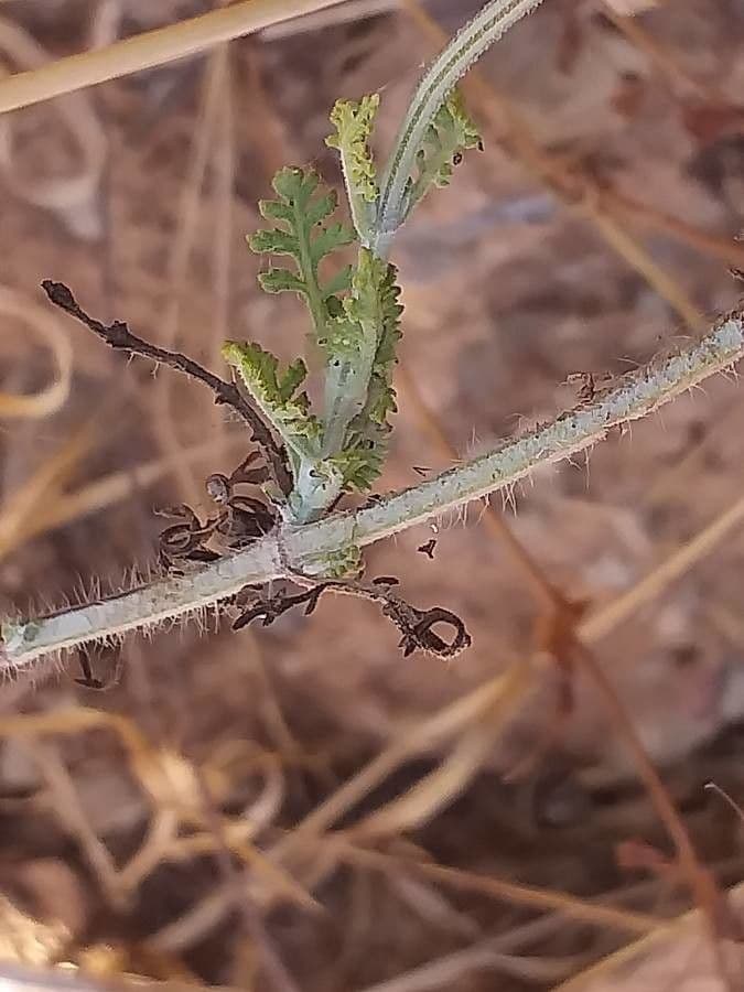 Lavanda 7