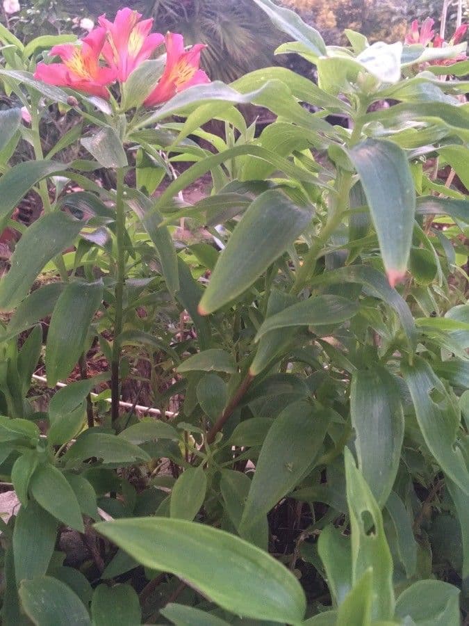 Alstroemeria aurea 14