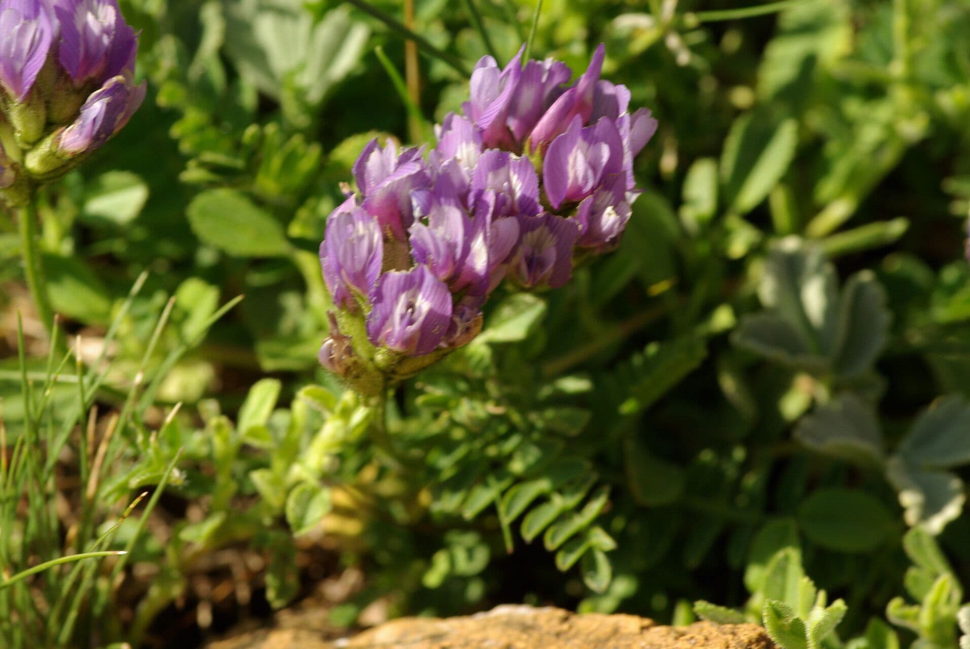 Astragalo danese 3