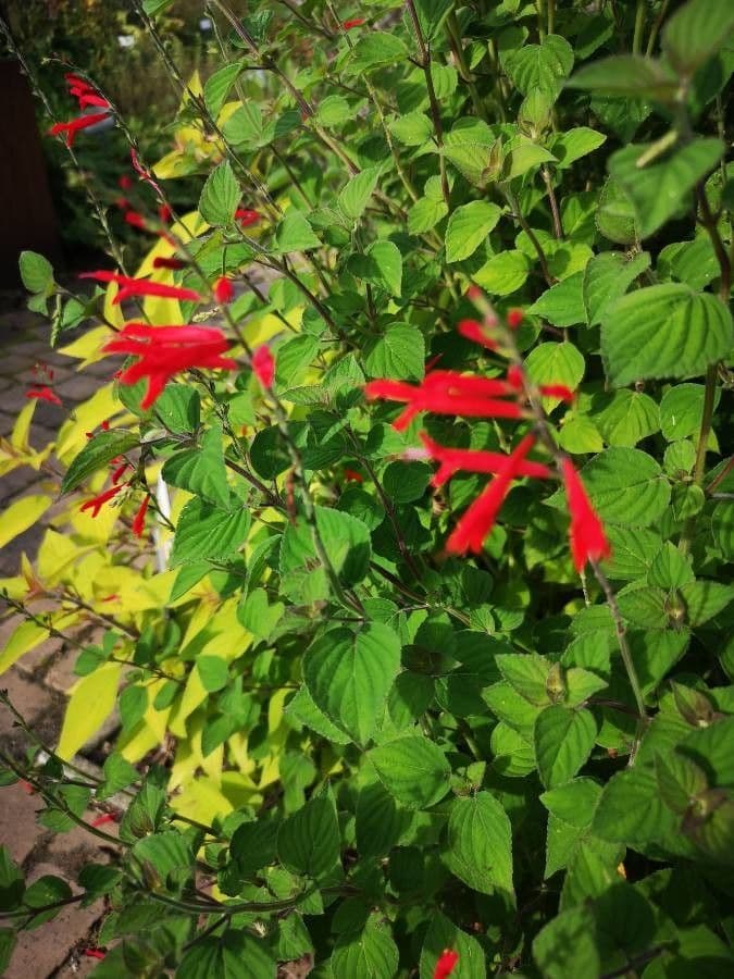 Salvia scarlatta 20