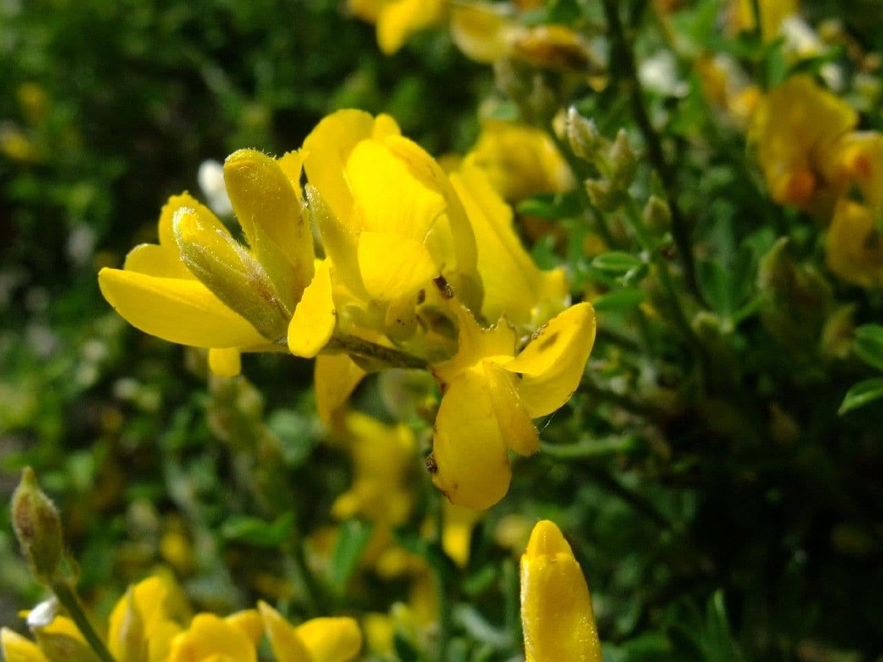 Genista canariensis 2