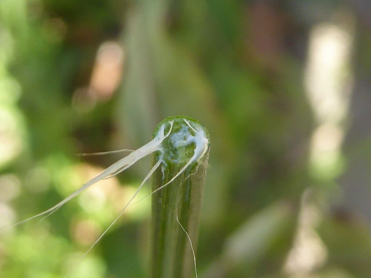 Araujie 22