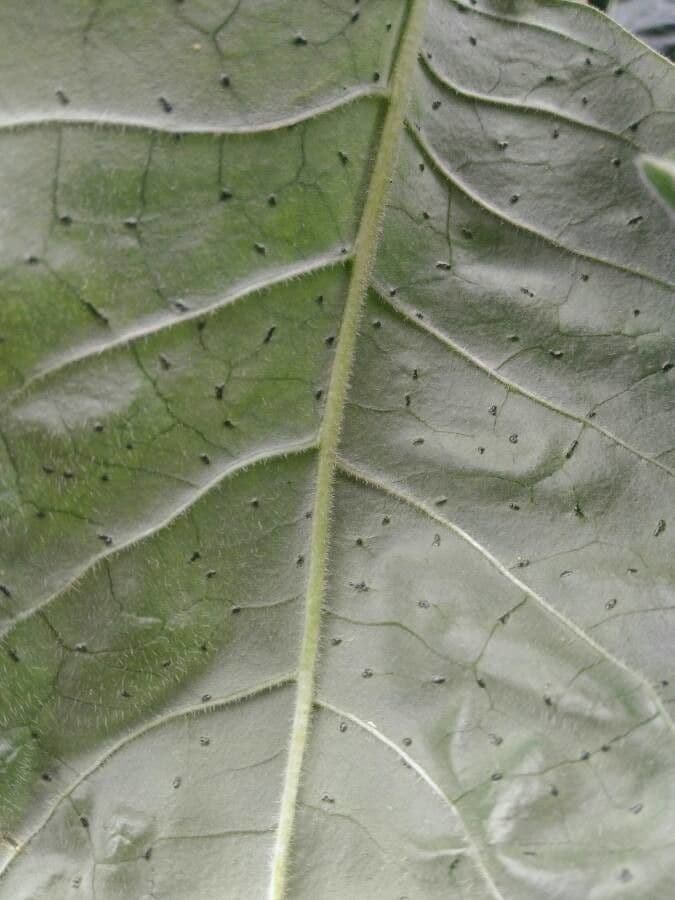 Psychotria punctata 8