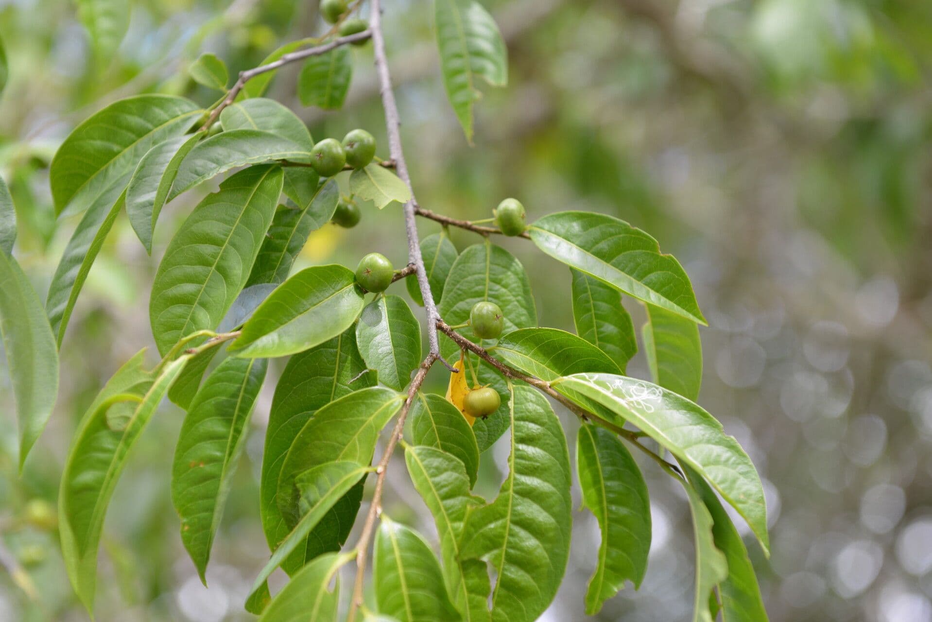 Margaritaria nobilis 2