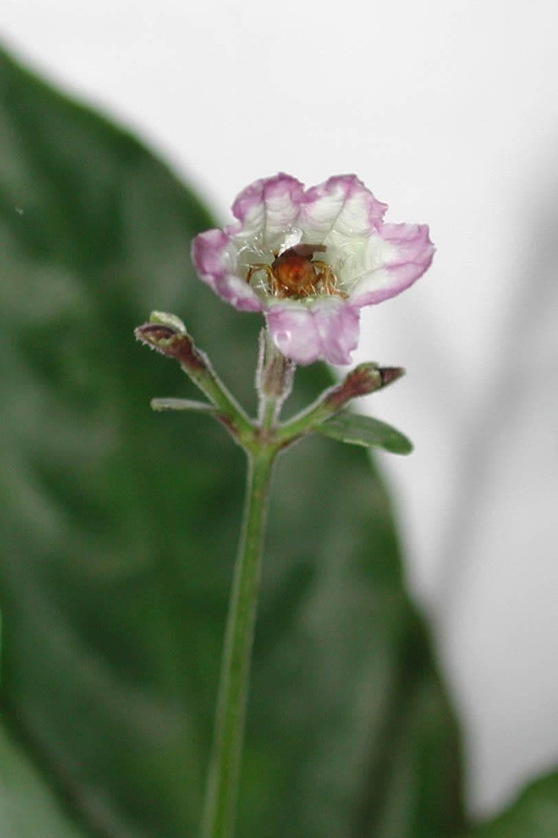 Ruellia 2