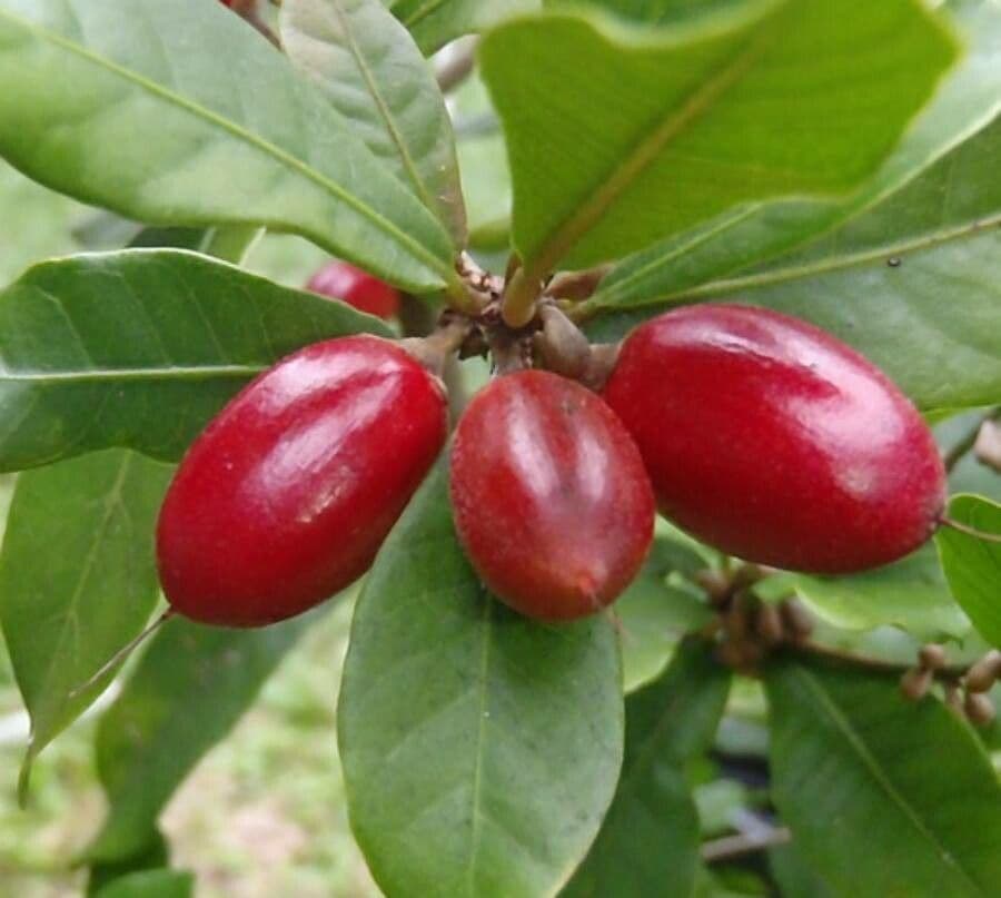Synsepalum 5
