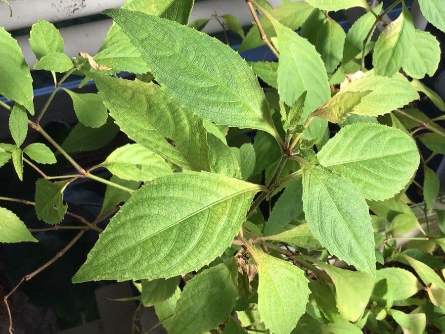 Strobilanthes 2