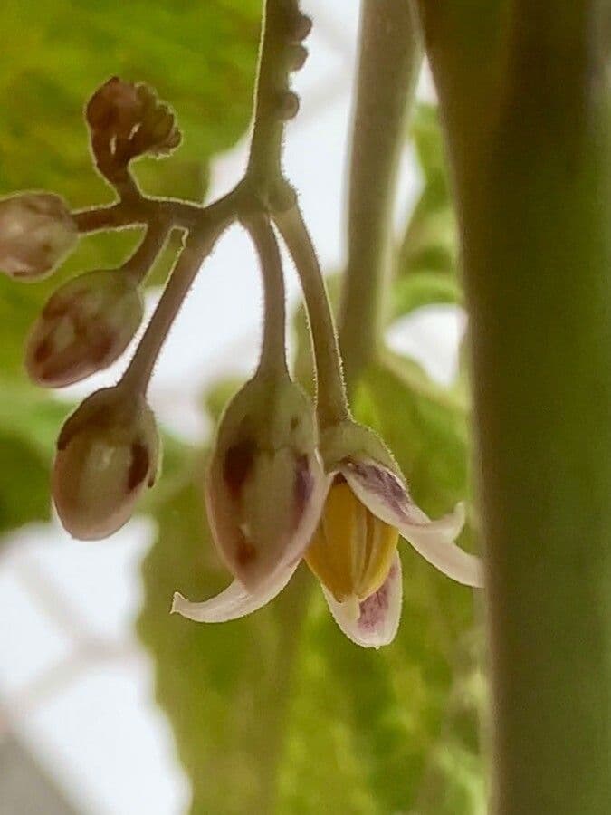 Baumtomate 8