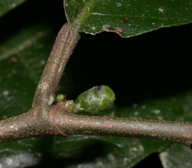 Perebea ispida 13