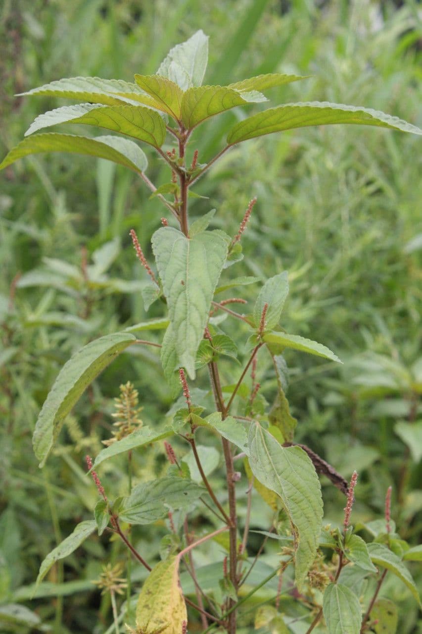 Acalypha australis 13