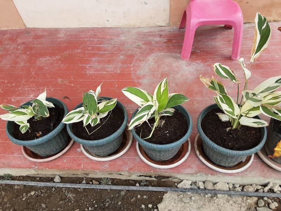 Maranta 16