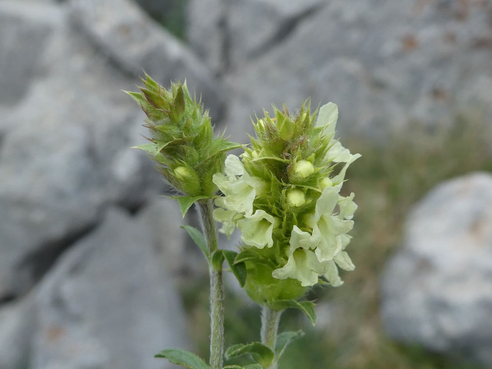 Sideritis hyssopifolia 6