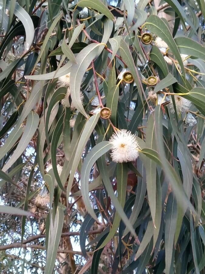 Blauer Eukalyptus 9