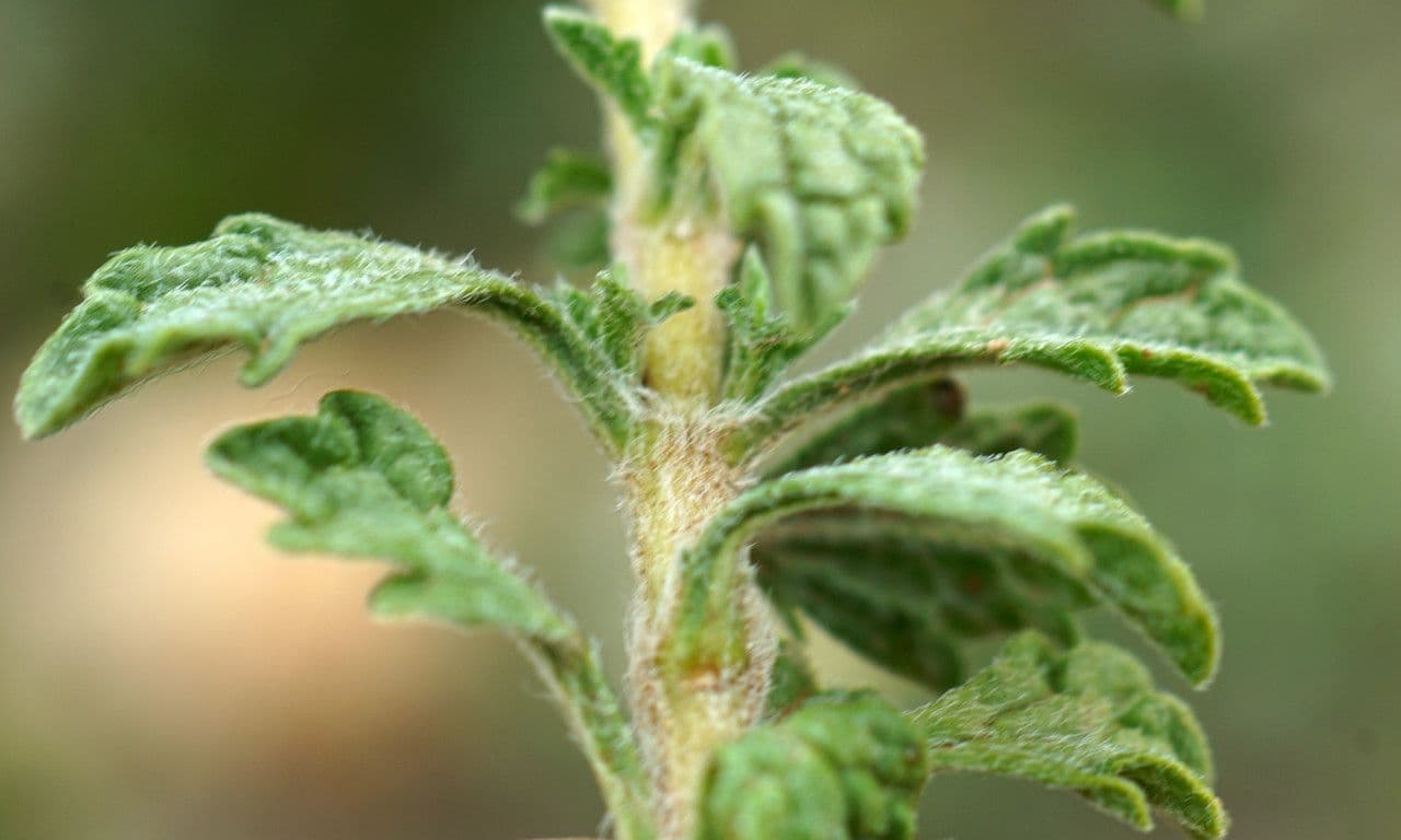 Sideritis 14