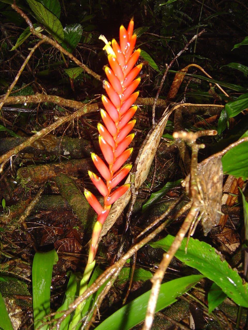Vriesea 5