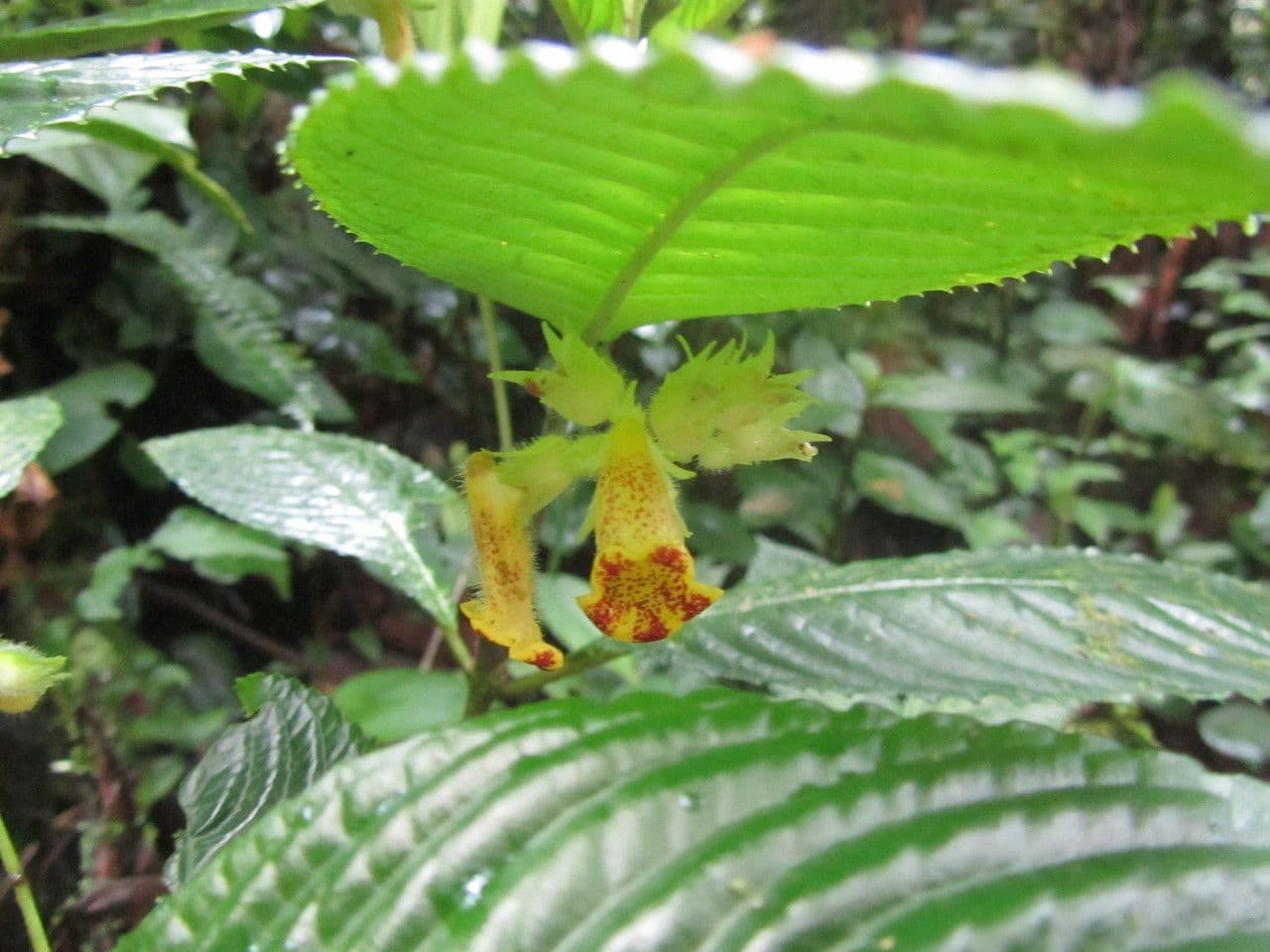 Gasteranthus 4