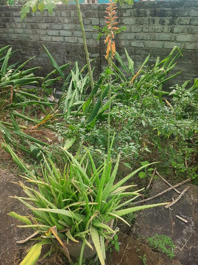 Echte Aloe 10