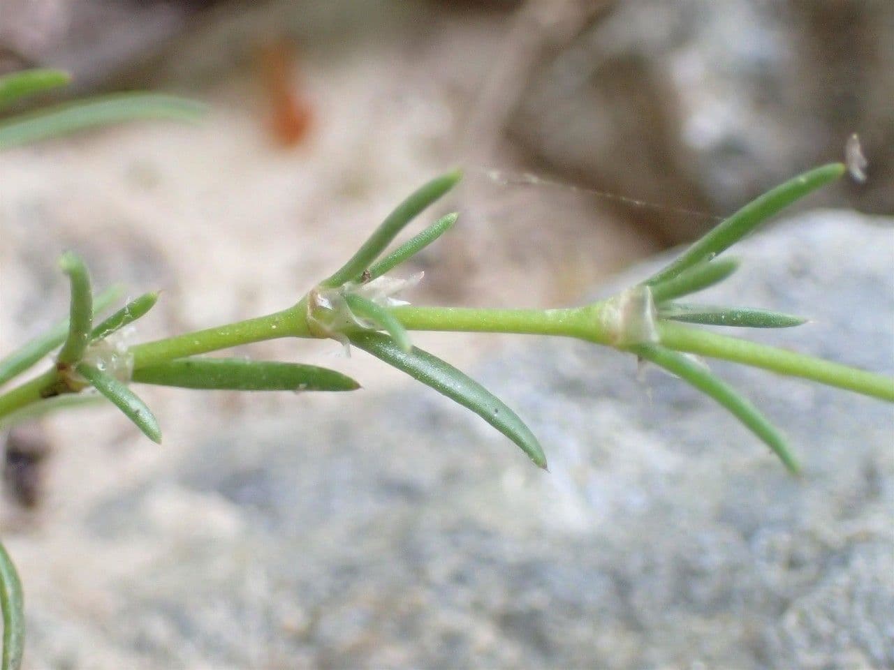 Spergularia comune 12