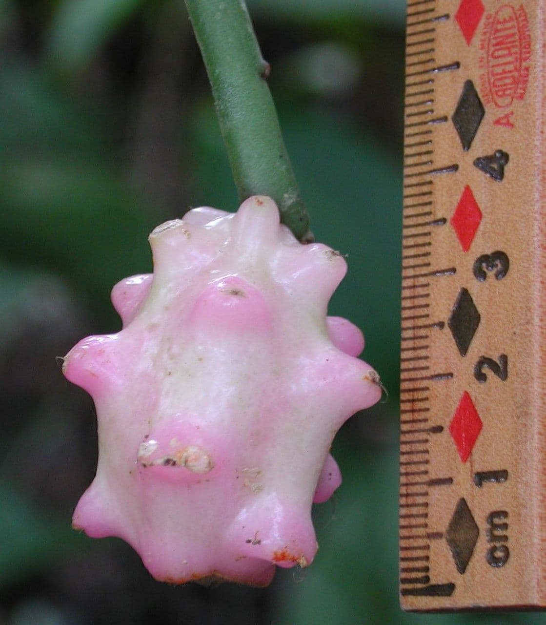 Weberocereus 10