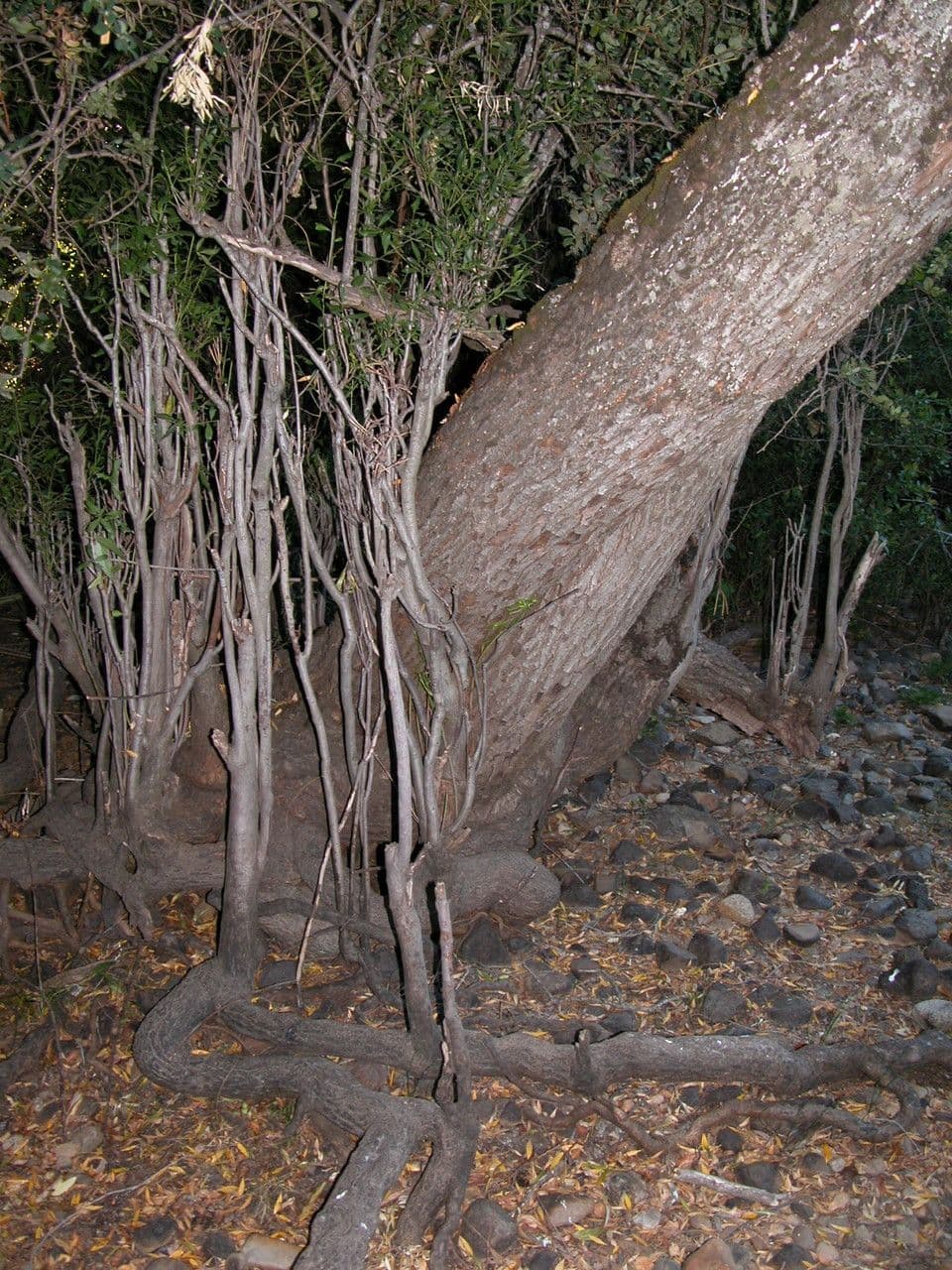 Myrceugenia 19