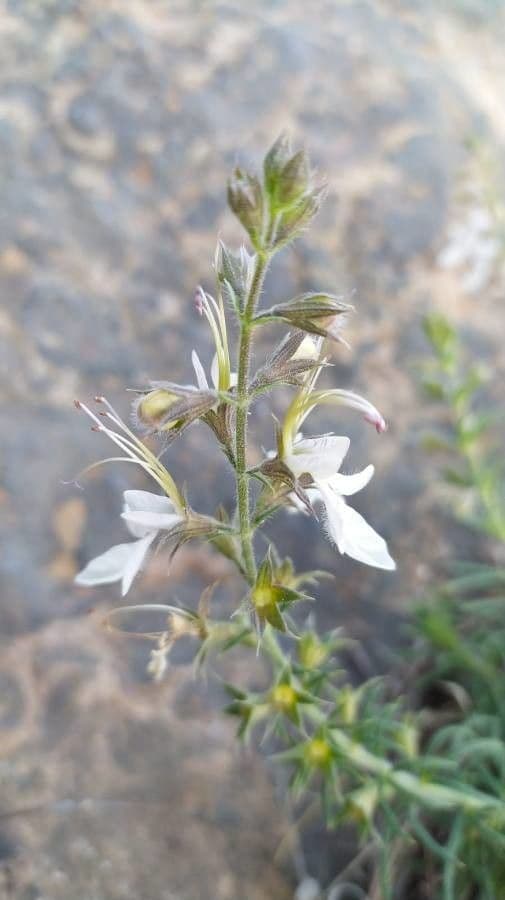 Teucrium pseudochamaepitys 6