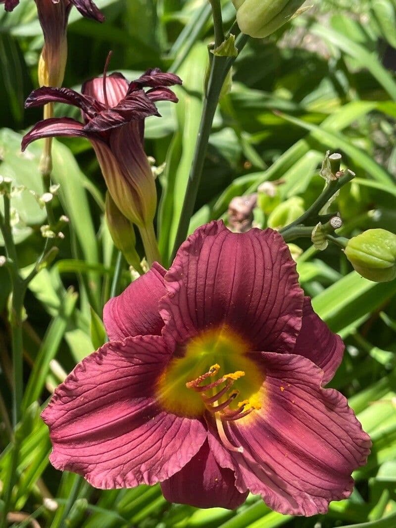 Salpiglossis