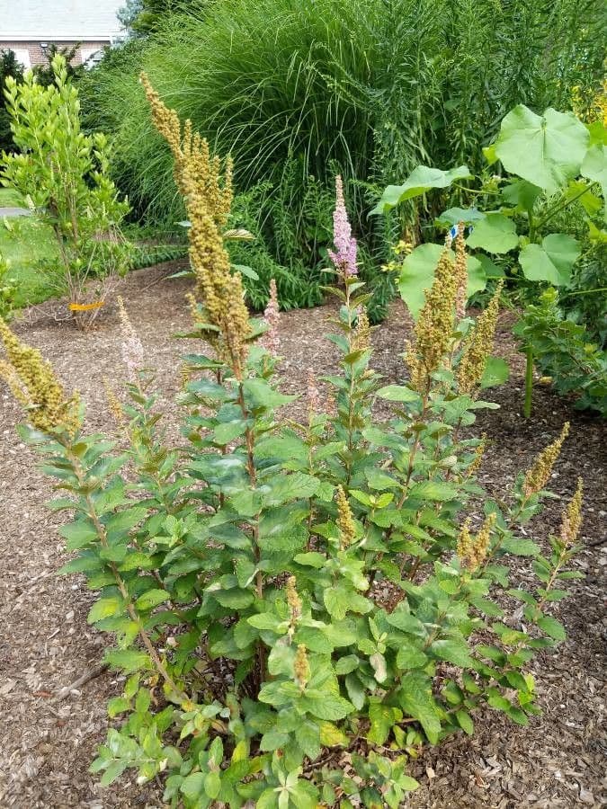 Brestovec kalinolistý 15