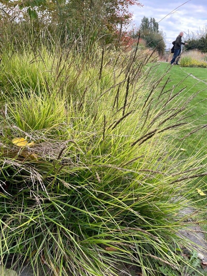 Erba autunnale 5
