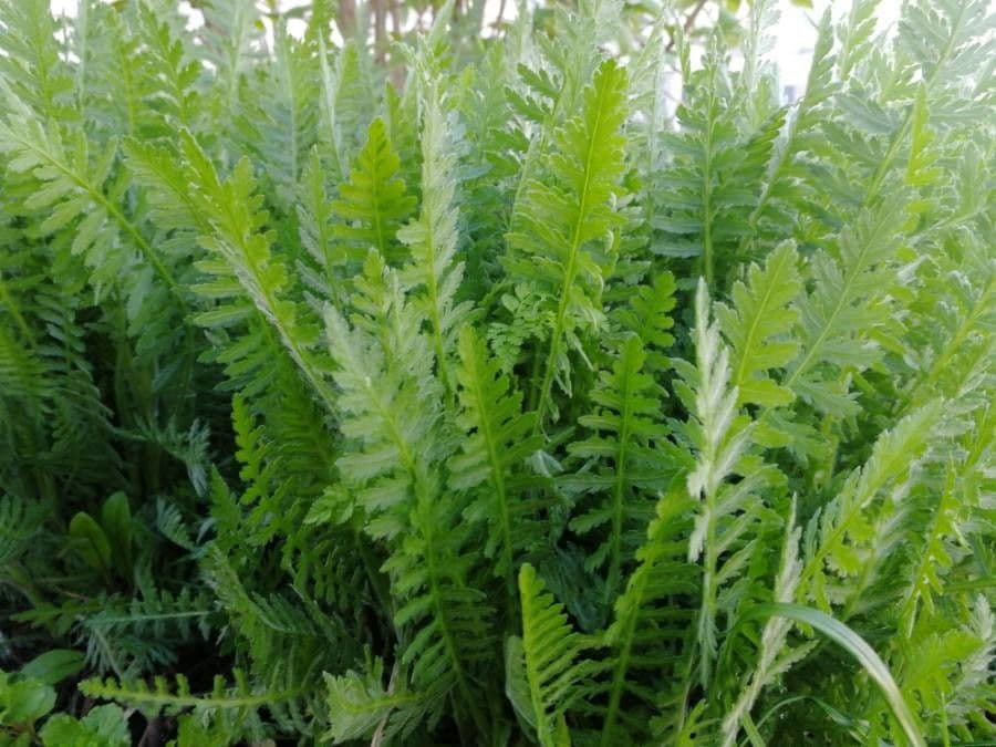 Achillea filipendula 18