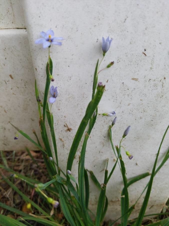 Schmalblättriges Blauaugengras 16
