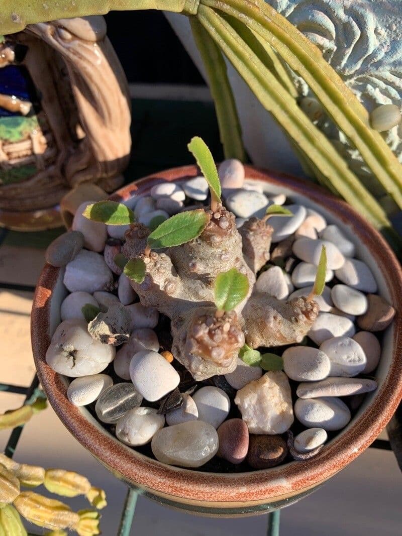 Dorstenia 7