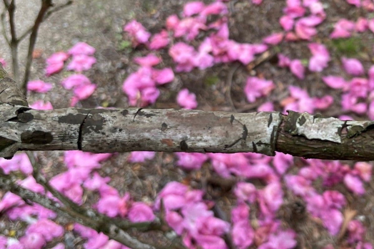 Rododendro 20