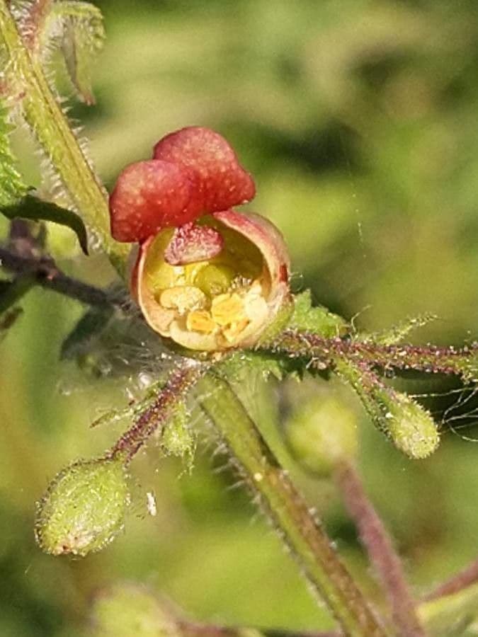 Escrofularia 7