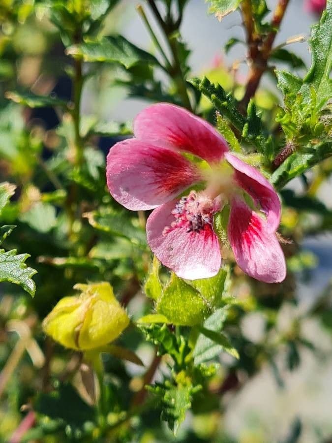 Anisodontea 5