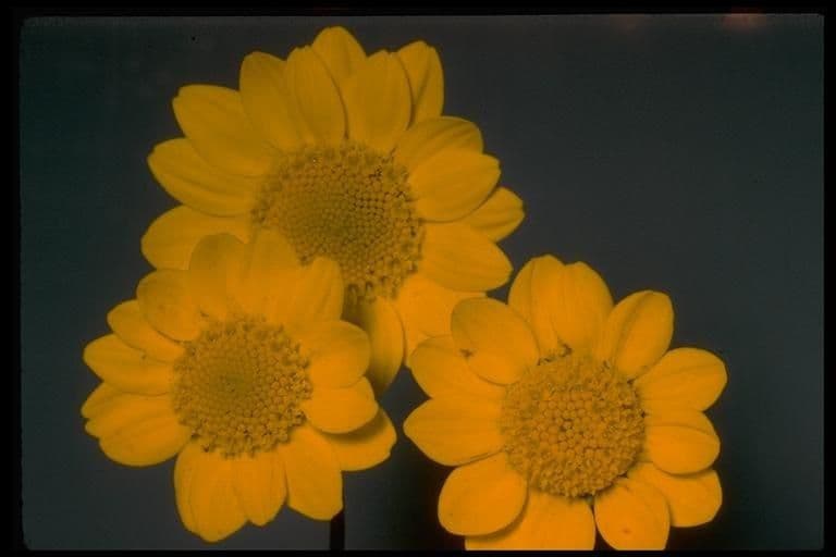 Lasthenia californica 9