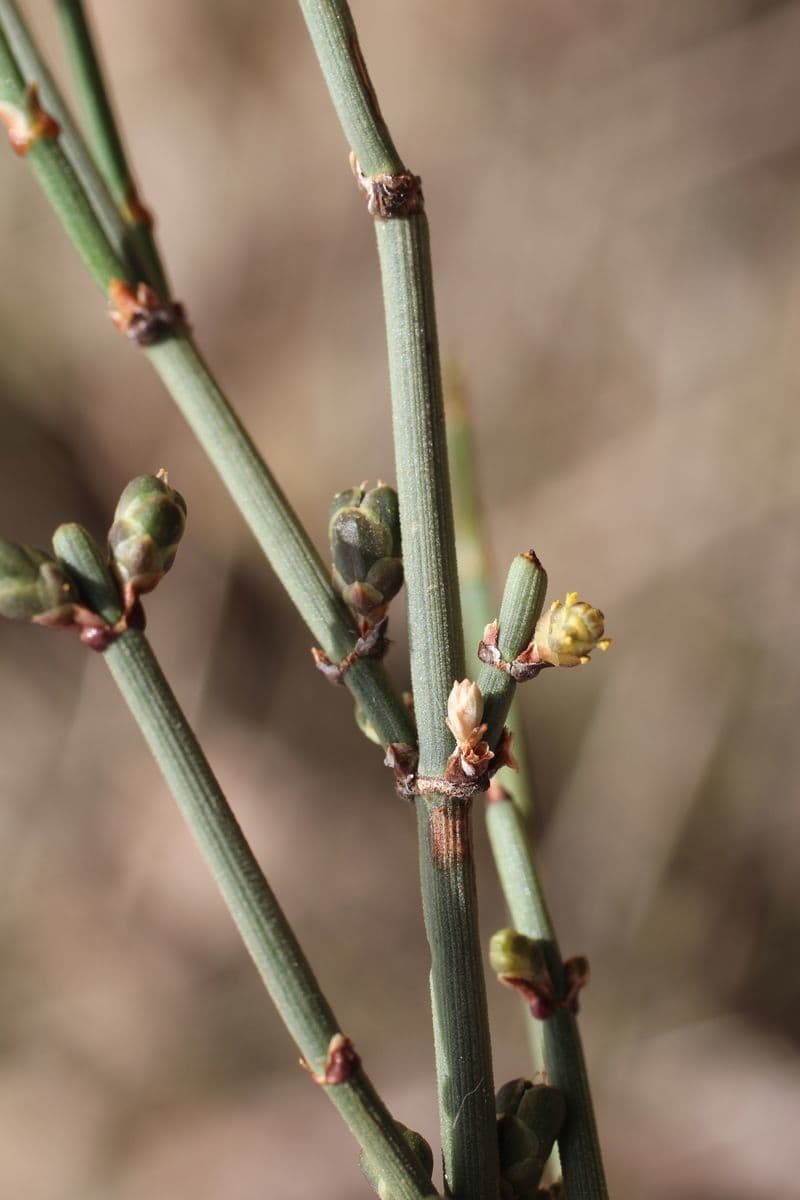 Efedra 7