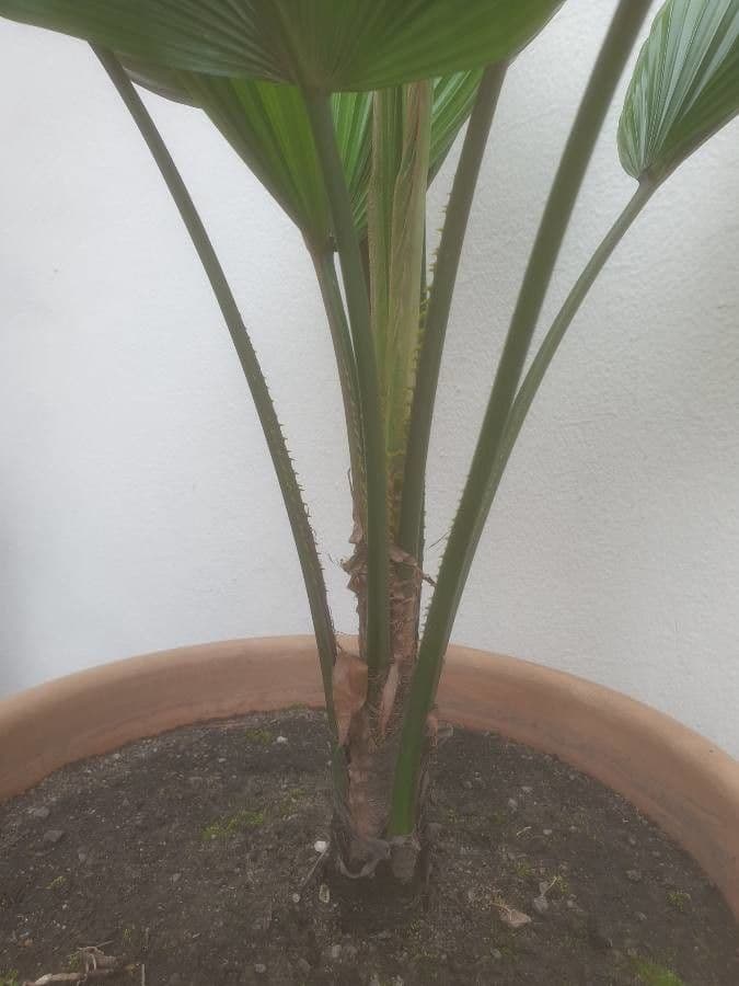 Palma a ventaglio di Vanuatu 19