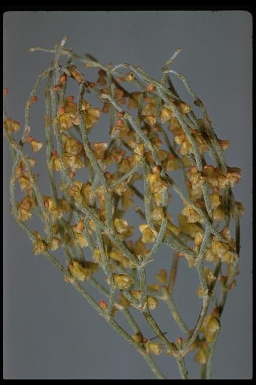 Eriogonum nidularium 7