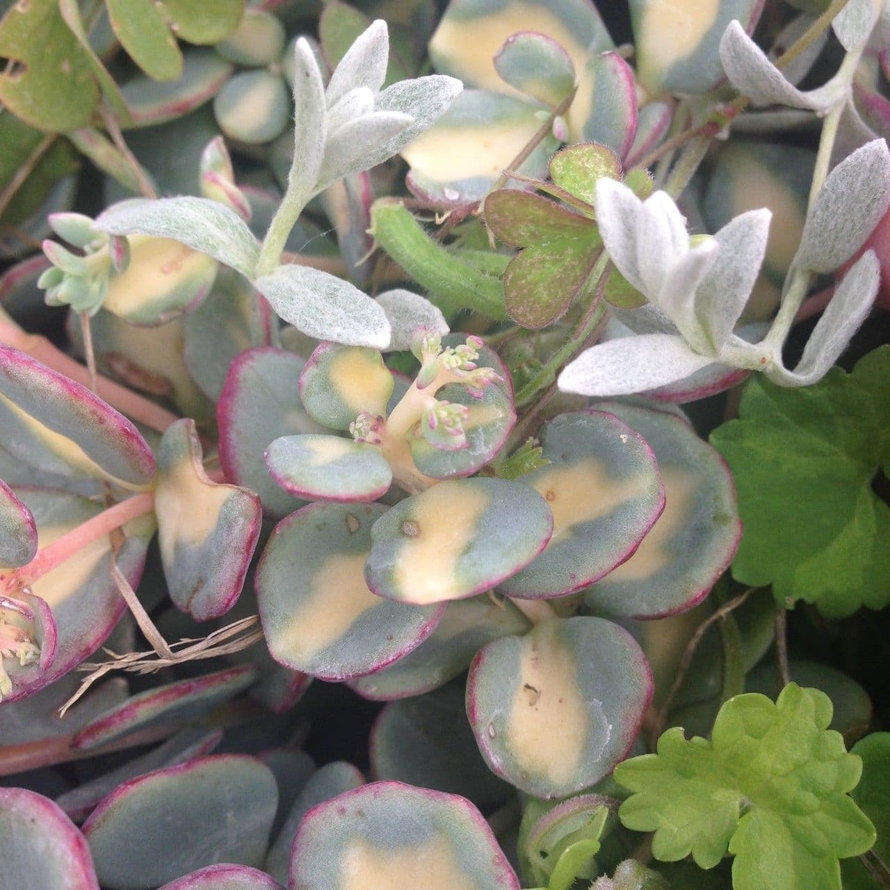 Sedum di Siebold 7