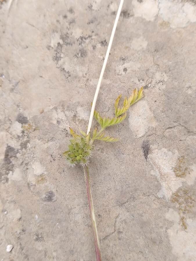 Lappola nodosa 3