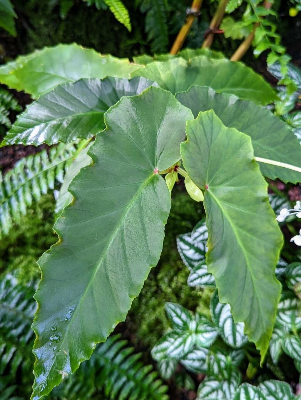 Begonia 8