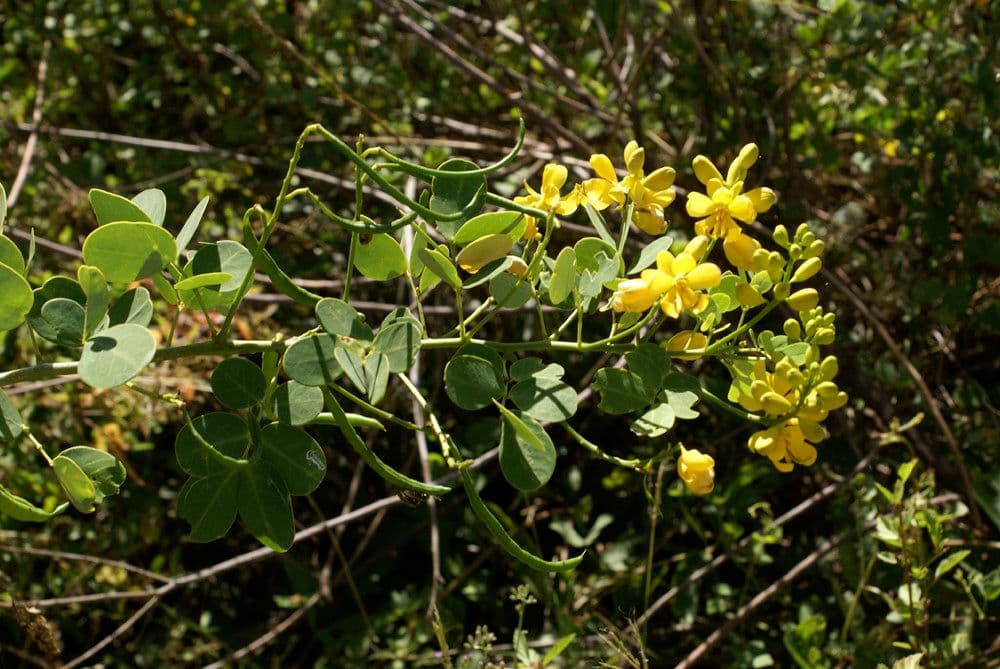 Vigna luteola 23