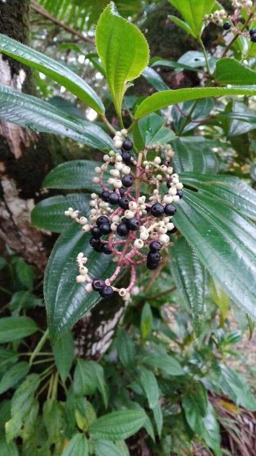 Miconia