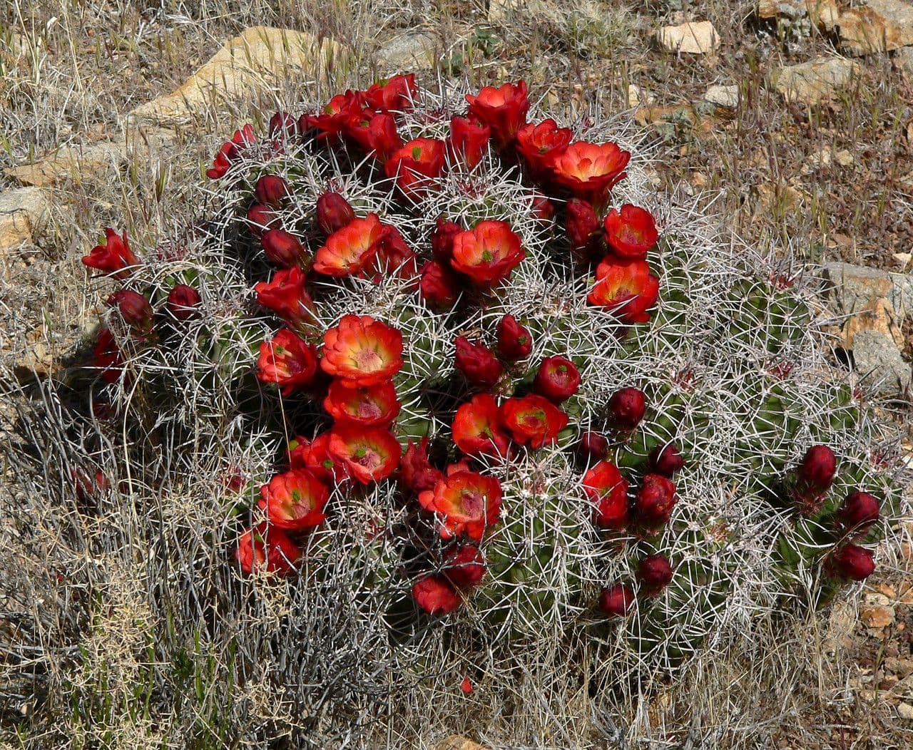Cactus calice di rosa 9