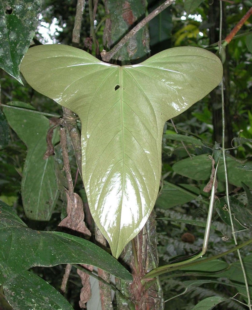 Arois 5
