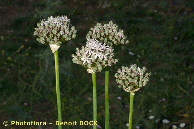 Aglio nero 26