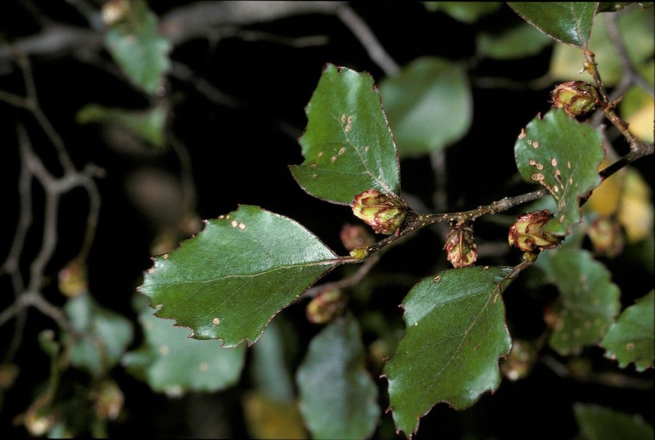 Nothofagus fusca