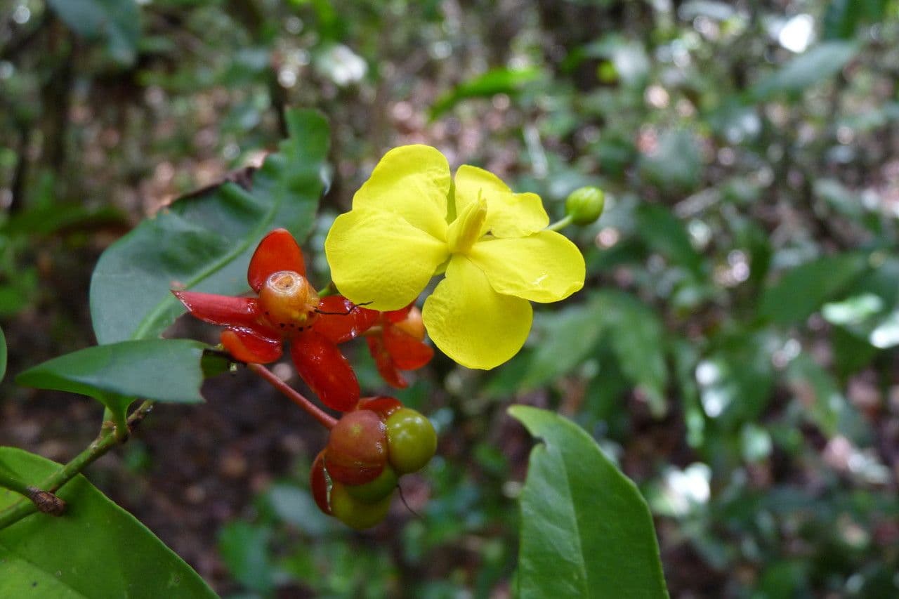 Ochna 8