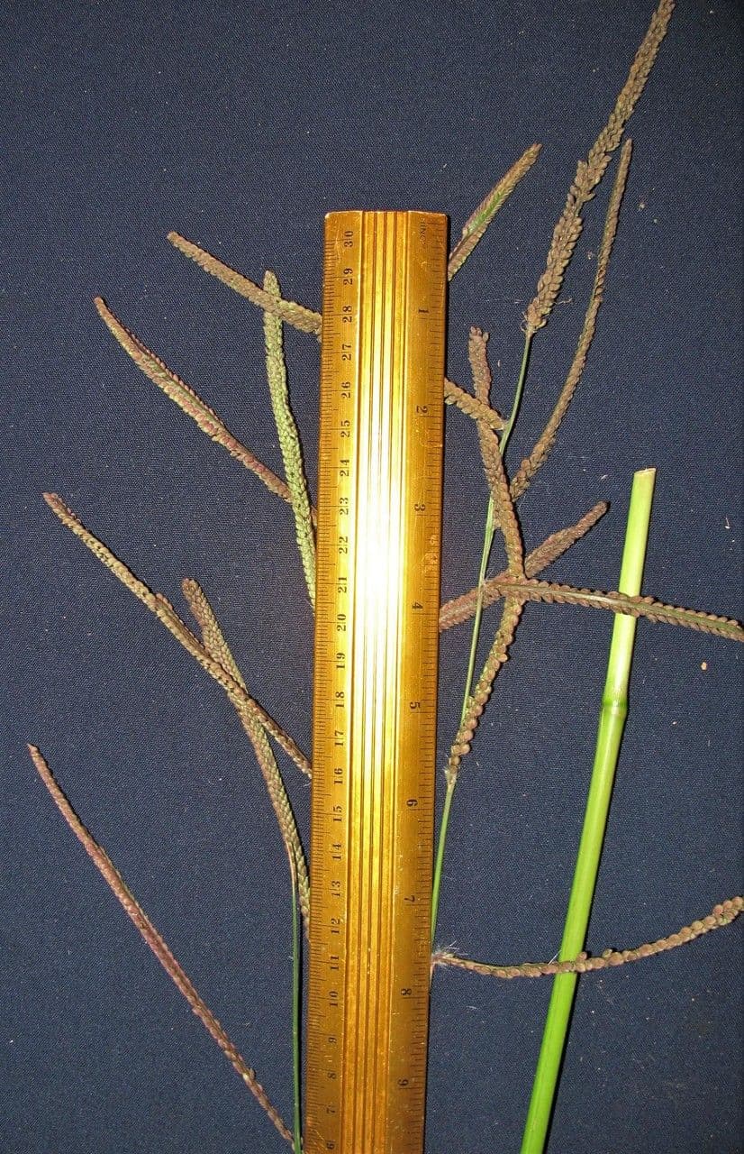 Proso latnaté 19