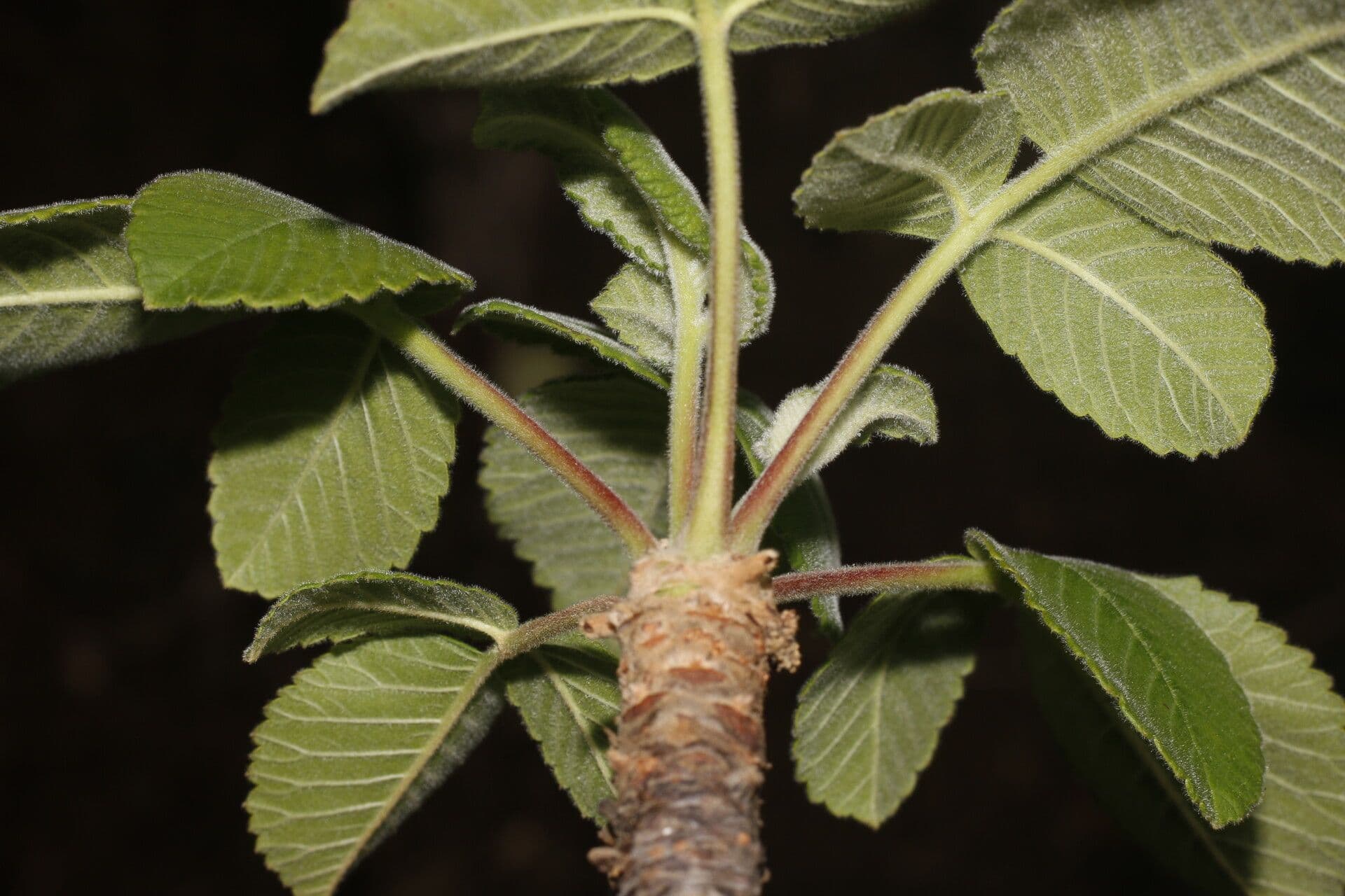Amphipterygium 3